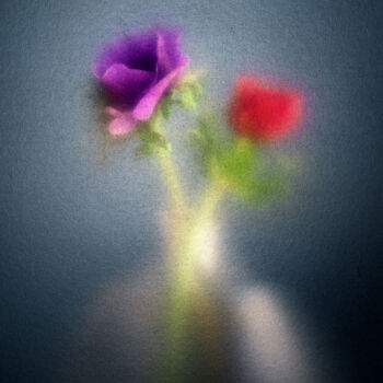 Photographie intitulée "Anémone #4" par Olivier Pasquiers, Œuvre d'art originale, Photographie non manipulée