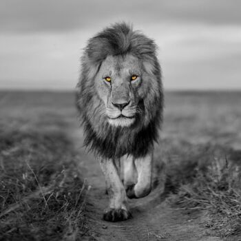 Photography titled "THE LONELY ONE" by Gurdal Bibo, Original Artwork, Digital Photography