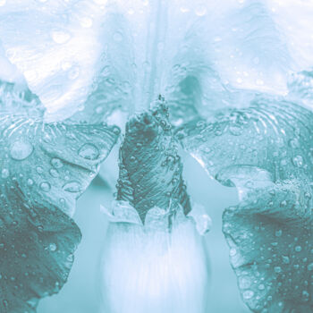 Photographie intitulée "A Delicate Wet Cyan…" par Michael Lomiya, Œuvre d'art originale, Photographie manipulée