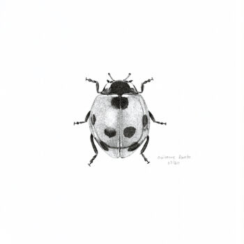 Drawing titled "INSETO Nº 7" by Guilherme Almeida, Original Artwork, Ink