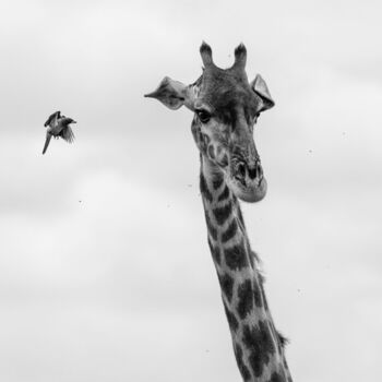 Photography titled "EYE CONTACT" by Gurdal Bibo, Original Artwork, Digital Photography