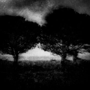 Photographie intitulée "LES ARBRES D'OLERON" par Dominique Cahier, Œuvre d'art originale, Photographie numérique