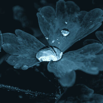 Fotografía titulada "A Drop Of Water In…" por Michael Lomiya, Obra de arte original, Fotografía analógica