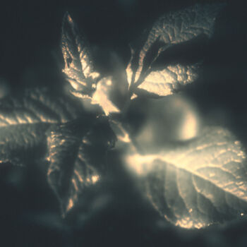 Fotografie getiteld "Night. Plants under…" door Michael Lomiya, Origineel Kunstwerk, Gemanipuleerde fotografie