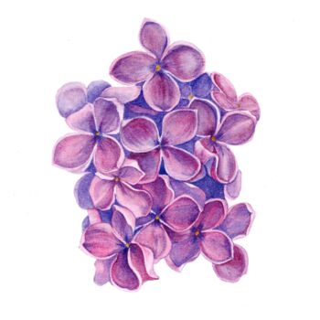 Painting titled "Lilac flowers" by Olena Zhylenko, Original Artwork, Watercolor