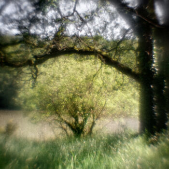 Photographie intitulée "Arbre #2" par Olivier Pasquiers, Œuvre d'art originale, Photographie non manipulée
