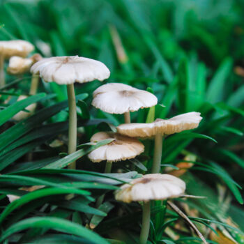 Fotografia intitulada "Forest Mushrooms" por Selna Thomas, Obras de arte originais, Fotografia digital