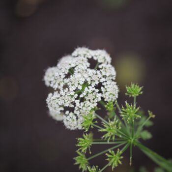 "Fleur blanche" başlıklı Fotoğraf Laetitia Servant tarafından, Orijinal sanat, Dijital Fotoğrafçılık