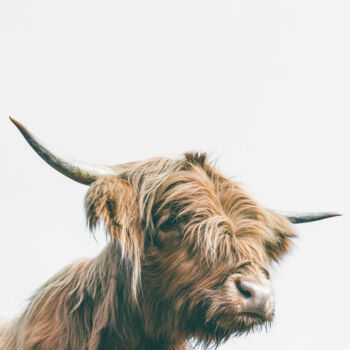 Photography titled "Majestic Highland c…" by Patrik Lovrin, Original Artwork, Digital Photography