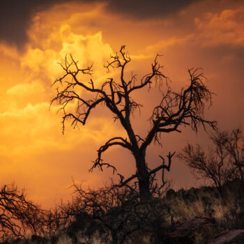 Φωτογραφία με τίτλο "Burning Bush" από Jade Holing, Αυθεντικά έργα τέχνης, Ψηφιακή φωτογραφία