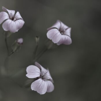Photography titled "Trio de violette" by Laetitia Servant, Original Artwork, Digital Photography