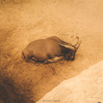 Fotografie getiteld "A Lone Mountain Goa…" door Michael Lomiya, Origineel Kunstwerk, Gemanipuleerde fotografie