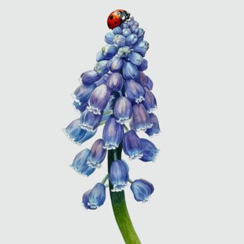 Painting titled "Mascari" by Viktoriia Grokholska, Original Artwork, Watercolor