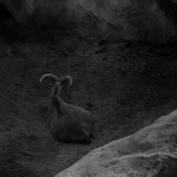 Fotografía titulada "A Mountain Goat In…" por Michael Lomiya, Obra de arte original, Fotografía manipulada