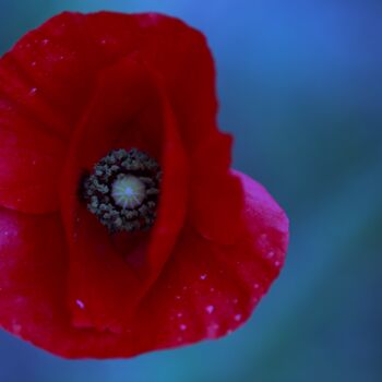 Photography titled "Bleu coquelicot" by Laetitia Servant, Original Artwork, Digital Photography