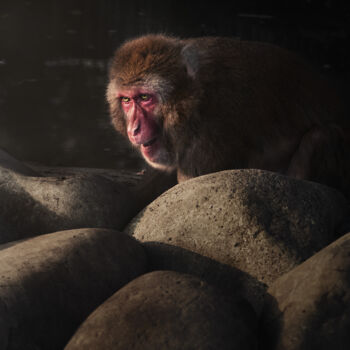 Fotografie getiteld "A Primate Monkey Am…" door Michael Lomiya, Origineel Kunstwerk, Gemanipuleerde fotografie