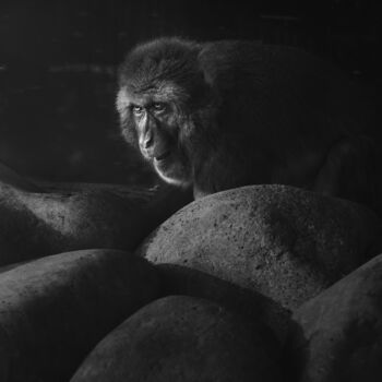 Photographie intitulée "A Primate Monkey Am…" par Michael Lomiya, Œuvre d'art originale, Photographie manipulée