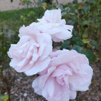 Φωτογραφία με τίτλο "Three pink roses" από Emma Laflute, Αυθεντικά έργα τέχνης, Ψηφιακή φωτογραφία