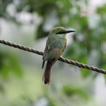 Fotografia intitulada "Bird in the Rain" por Selna Thomas, Obras de arte originais, Fotografia digital