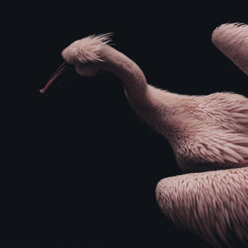 摄影 标题为“Pink Pelican №2” 由Michael Lomiya, 原创艺术品, 操纵摄影