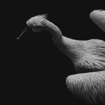 Fotografía titulada "Black And White Pel…" por Michael Lomiya, Obra de arte original, Fotografía manipulada