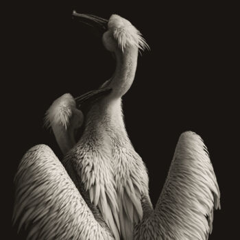 摄影 标题为“Couple Of Pelicans” 由Michael Lomiya, 原创艺术品, 操纵摄影