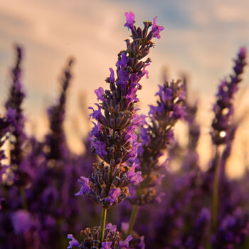 Photographie intitulée "Splendeur Violette" par Bastien Galiana, Œuvre d'art originale, Photographie numérique