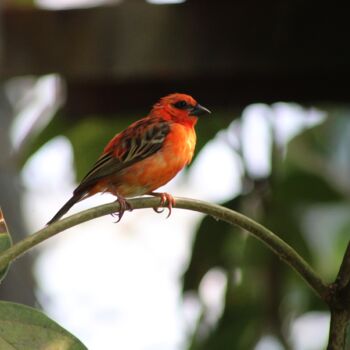 Fotografie getiteld "Flinker bunter Vogel" door Nessa, Origineel Kunstwerk, Film fotografie