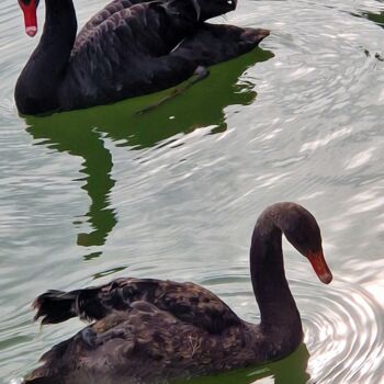 Digitale Kunst getiteld "Schwarzer Schwan Pa…" door Nessa, Origineel Kunstwerk, 2D Digital Work