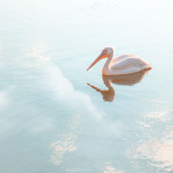 Photographie intitulée "A Pelican In The Wa…" par Michael Lomiya, Œuvre d'art originale, Photographie numérique