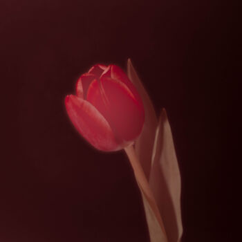Photography titled "Tulips #13" by Michael Banifatov, Original Artwork, Digital Photography