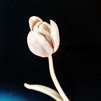 Photography titled "Tulips #12" by Michael Banifatov, Original Artwork, Digital Photography