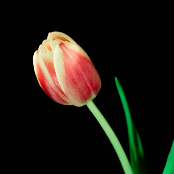 Photographie intitulée "Tulips #10" par Michael Banifatov, Œuvre d'art originale, Photographie numérique
