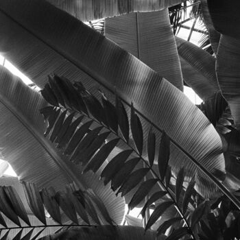 "Green plumage" başlıklı Fotoğraf Ekaterina Kastalskaya tarafından, Orijinal sanat, Analog Fotoğrafçılık