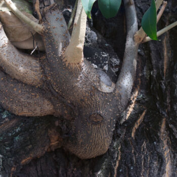 Fotografia intitulada "Street tree 185" por Evargas, Obras de arte originais, Fotografia digital