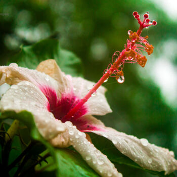 Fotografie mit dem Titel "Flower tear" von Henrique Brito, Original-Kunstwerk, Nicht bearbeitete Fotografie