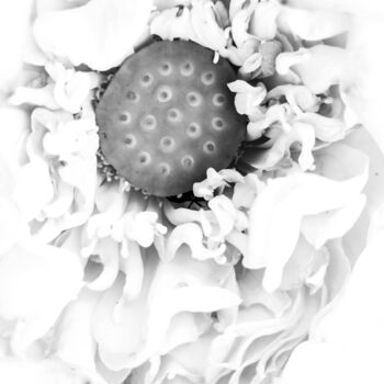 摄影 标题为“Symphony of Nature'…” 由Sanzhi Chieh, 原创艺术品, 数码摄影