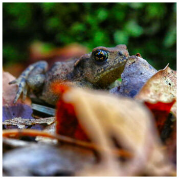 Photography titled "# 9317 R" by Bruno Dujardin, Original Artwork, Digital Photography