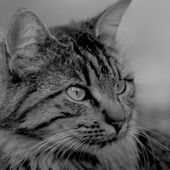 Photographie intitulée "Dans les yeux du ch…" par Stephanie Vanhullebus, Œuvre d'art originale, Photographie numérique
