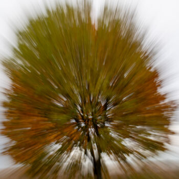Photography titled "Malownicze drzewo" by Michał Wiśniecki, Original Artwork, Digital Photography
