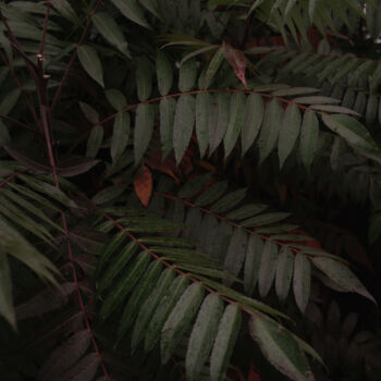 Fotografie getiteld "Dark Green Tropical…" door Michael Lomiya, Origineel Kunstwerk, Film fotografie
