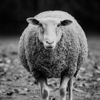 Photographie intitulée "Mouton" par Lionel Le Jeune, Œuvre d'art originale, Photographie numérique