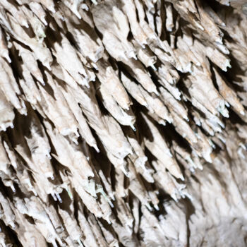 Photography titled "Stone fur" by Nadia Sharova, Original Artwork, Digital Photography