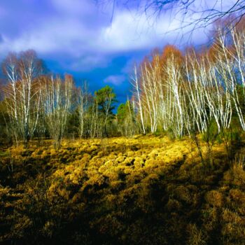 Photography titled "MARAIS DU CASSAN TH…" by Patrick Hesnard, Original Artwork, Digital Photography