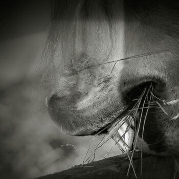 Photography titled "Dents" by Jean-François Mansencal, Original Artwork, Digital Photography