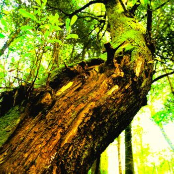 Φωτογραφία με τίτλο "MARAIS DU CASSAN  S…" από Patrick Hesnard, Αυθεντικά έργα τέχνης, Ψηφιακή φωτογραφία