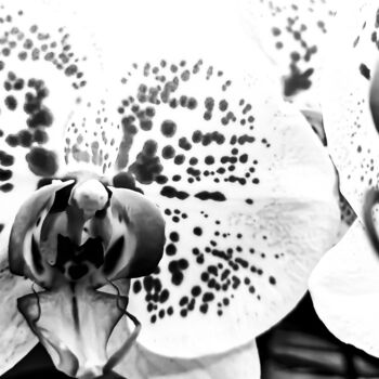 Fotografia intitulada "The Alien Orchid's…" por Sanzhi Chieh, Obras de arte originais, Fotografia digital
