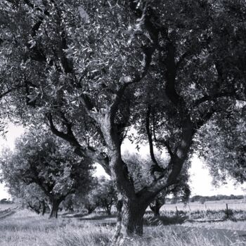 Photographie intitulée "TREE ONE" par Patrick Hesnard, Œuvre d'art originale, Photographie numérique