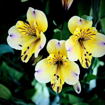 Фотография под названием "Colourful Flowers" - Andrea Gruber, Подлинное произведение искусства, Цифровая фотография