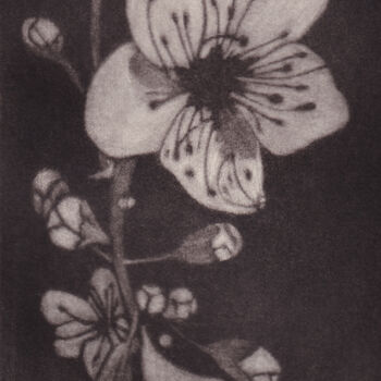 Gravures & estampes intitulée "SERIE PRUNUS JAPONI…" par Dominique Keruzec (Maho), Œuvre d'art originale, Gravure